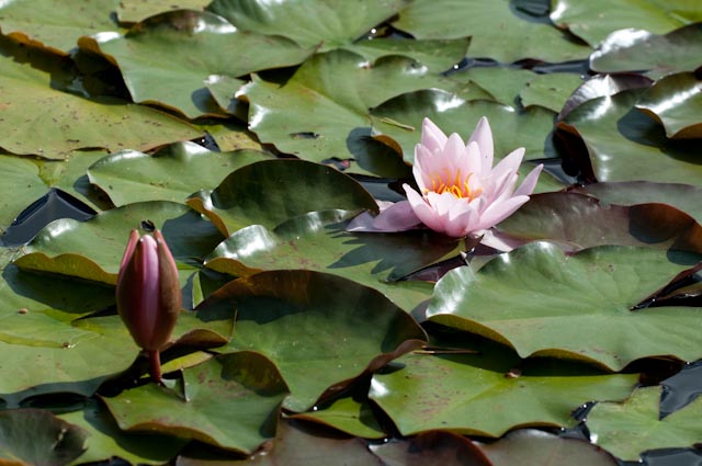 pianta 8 - Nymphaea alba?